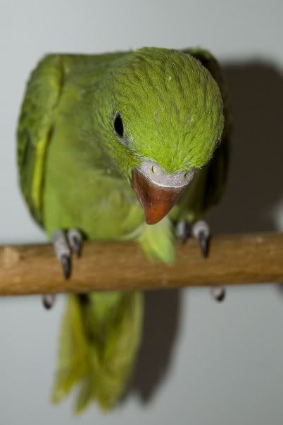 whats-a-3-month-ringneck-look-like-indianringneck